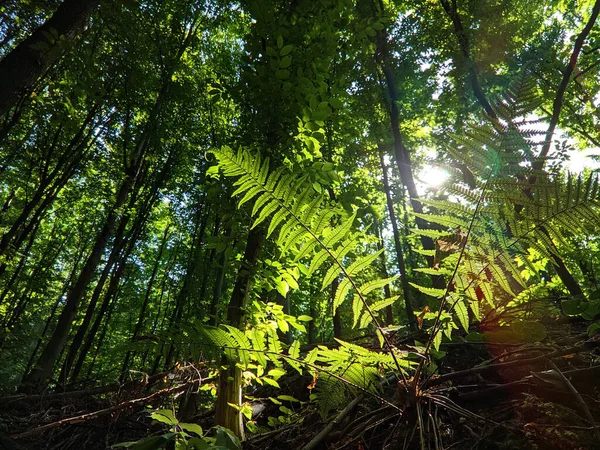Farnstämme Sonnenlicht Einem Grünen Wald — Stockfoto