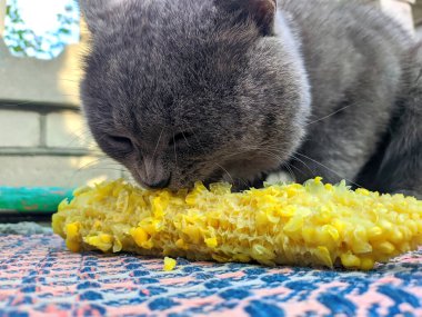 Kedi mısırı yiyor. Yakından bak.