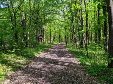 Bahar ormanında bir yol Taze yeşil ağaçlarla