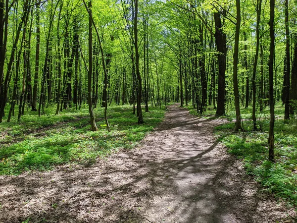 Дорога Весеннем Лесу Свежими Зелеными Деревьями — стоковое фото