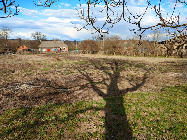 地面の木からの影 — ストック写真