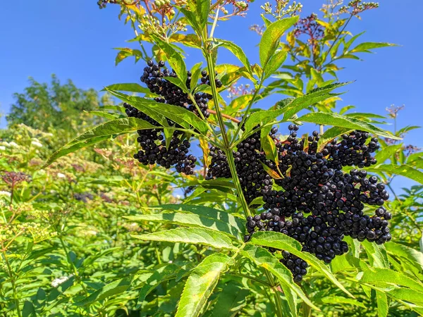 Yeşil Yaprakların Arasında Siyah Mürver Meyveleri — Stok fotoğraf