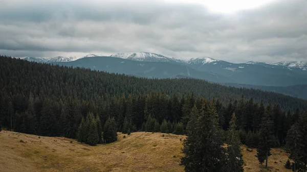 Forest from above. Drone view. Meadow.