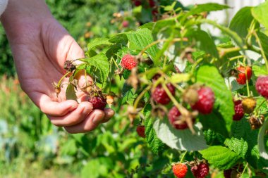 Meyve bahçesindeki ahududu çalılığında yetişen kırmızı tatlı böğürtlen. Afrika kültürü, doğal. Nitrat yok.
