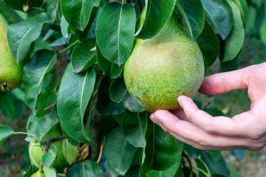 Ağaçta olgun büyük armutlar. Tarım, organik.