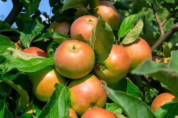 Bahçedeki ağaçta olgun büyük elmalar. Tarım, organik. Çiftlik