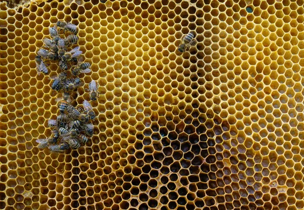 Bees Pour Nectar Honeycomb Bees Bring Nectar Hive Fill Honeycomb — Stock Photo, Image
