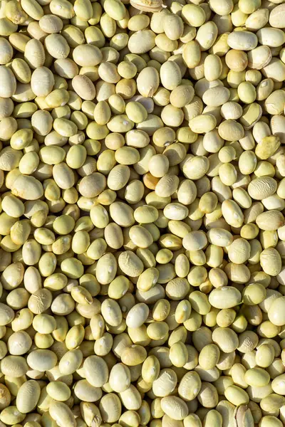 White Beans Texture Background Legume Royalty Free Stock Photos