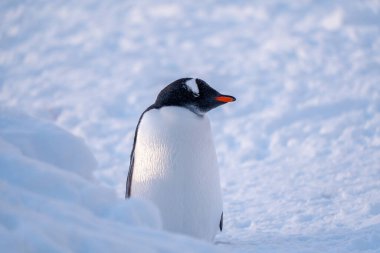 Antarktika 'daki Gentoo pengueni. İzole edilmiş