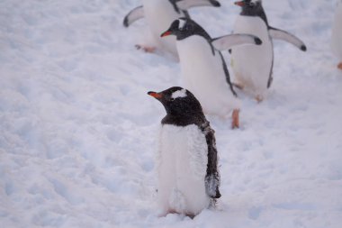 Antarktika 'daki Gentoo pengueni. İzole edilmiş