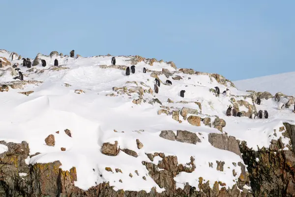Antarktika, Güney Kutbu 'ndaki kayalık karlı sahilde Gentoo Penguenleri Grubu.