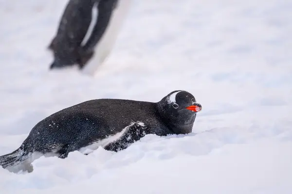 Antarktika 'daki Gentoo pengueni. İzole edilmiş