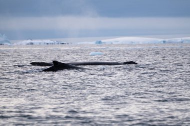 Güney Okyanusu 'ndaki kambur balinanın arkası.