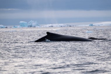 Güney Okyanusu 'ndaki kambur balinanın arkası.