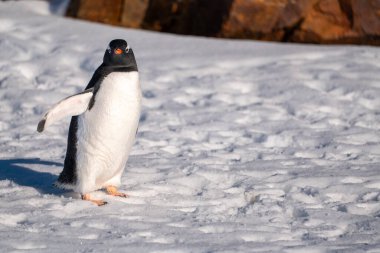 Antarktika 'daki Gentoo pengueni. İzole edilmiş