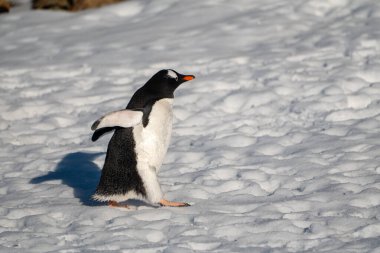 Antarktika 'daki Gentoo pengueni. İzole edilmiş