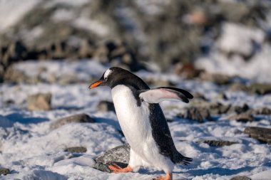 Antarktika 'daki Gentoo pengueni. İzole edilmiş