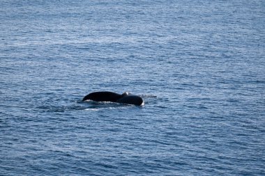 Güney okyanusu. Antarktika. Karlı topraklar Sonsuz su