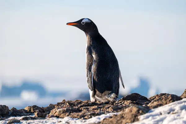 Antarktika 'daki Gentoo pengueni. İzole edilmiş