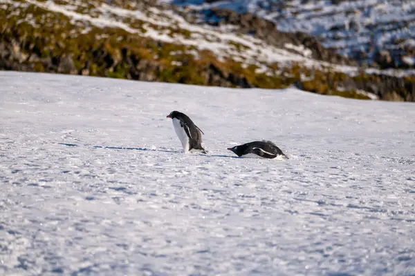 Antarktika 'daki Gentoo pengueni. İzole edilmiş