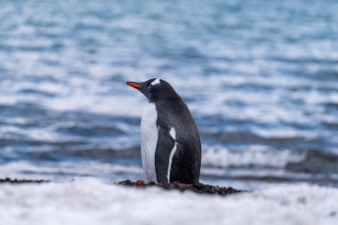 Gentoo Penguenleri Aldatma Adası, Antarktika