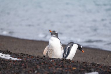 Gentoo Penguenleri Aldatma Adası, Antarktika