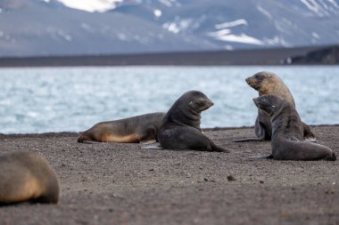 Aldatma Adası 'nda Antarktika kürk foku