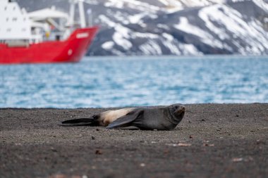 Antarctic fur seal on Deception Island clipart