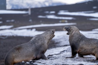 Aldatma Adası 'nda Antarktika kürk foku