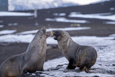 Aldatma Adası 'nda Antarktika kürk foku