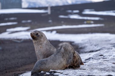Antarctic fur seal on Deception Island clipart