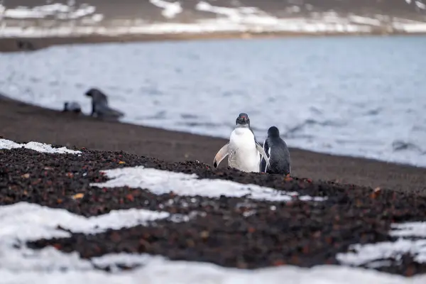 Gentoo Penguenleri Aldatma Adası, Antarktika