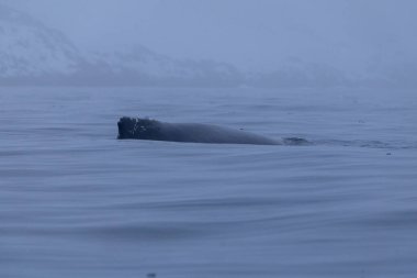 Güney Okyanusu 'ndaki kambur balinanın arkası.