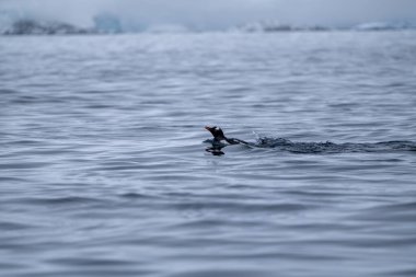 Antarktika 'da Hayvanlar, Güney Okyanusu