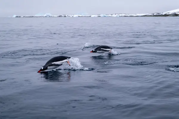 stock image Animals in Antarctica, Southern Ocean