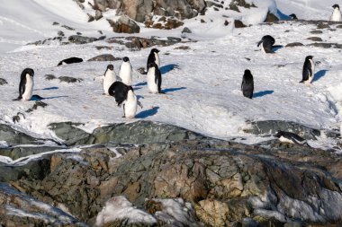 Bir grup Adelie Pengueni. Antarktika, Güney Kutbu.