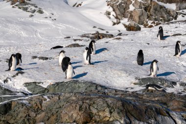 Bir grup Adelie Pengueni. Antarktika, Güney Kutbu.