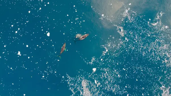 stock image Aerial view of humpback whales diving in the ocean with blue water. Southern Ocean, Antarctica