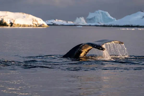 stock image Humpback whale in the Southern Ocean. Antarctica