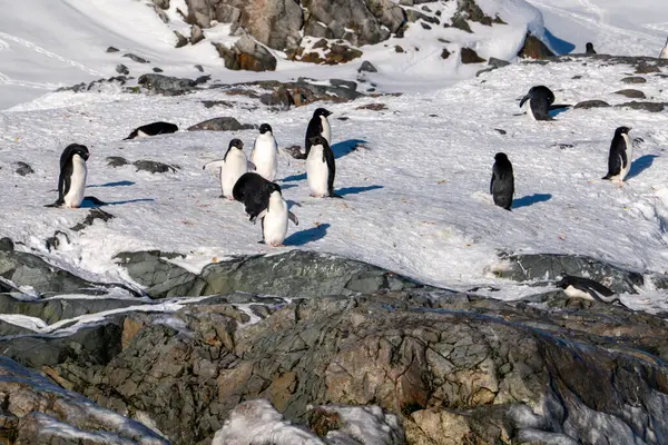 stock image Group of Adelie Penguins. Antarctica, South Pole.