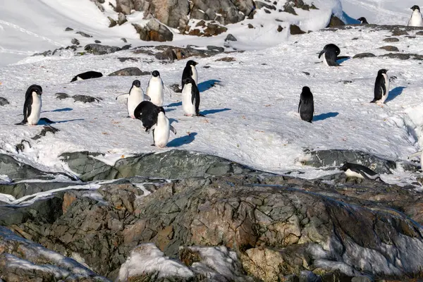 stock image Group of Adelie Penguins. Antarctica, South Pole.