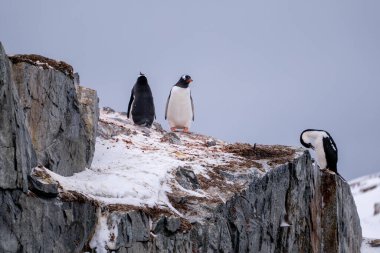 Antarktika 'daki penguenler. Vahşi yaşam. Doğa.