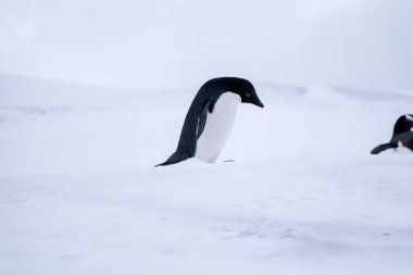 Adelie penguins in Antarctica. Wild nature. Snow. South Pole clipart