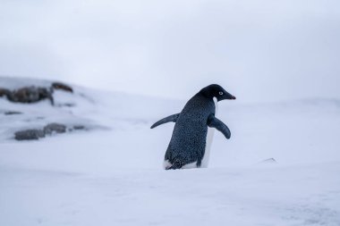 Antarktika 'daki Adelie penguenleri. Vahşi doğa. Kar yağıyor. Güney Kutbu