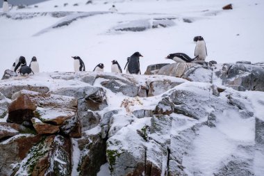 Antarktika 'daki penguenler. Vahşi yaşam. Doğa.