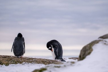 Antarktika 'daki penguenler. Vahşi yaşam. Doğa.