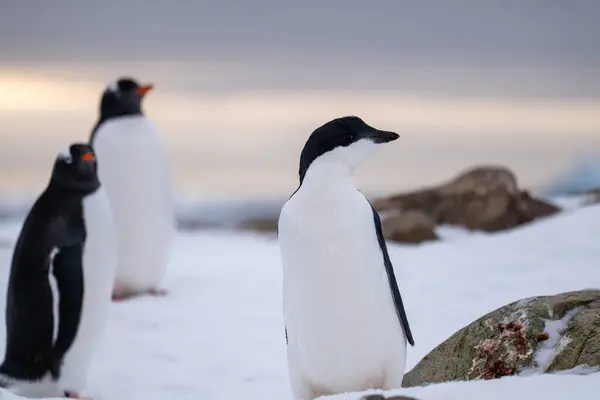 Gentoo ve Adelie penguenleri Antarktika 'da. Vahşi doğa.