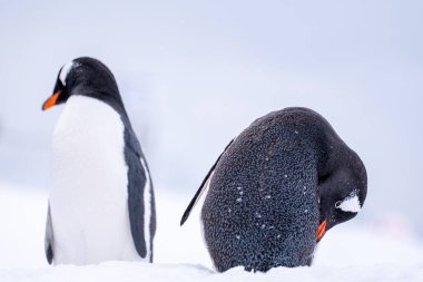 Antarktika 'daki gentoo penguenleri. Vahşi doğa.