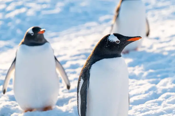 Antarktika 'daki gentoo penguenleri. Vahşi doğa.