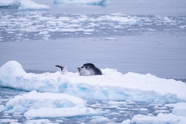 Leopard seal (Hydrurga leptonyx) on an iceberg. Antarctica. South Pole clipart